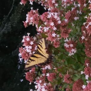 Meet your Posher, Joy